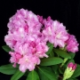 Rododendras (Rhododendron Yakushimanum-Hybridum) 'Lumina'